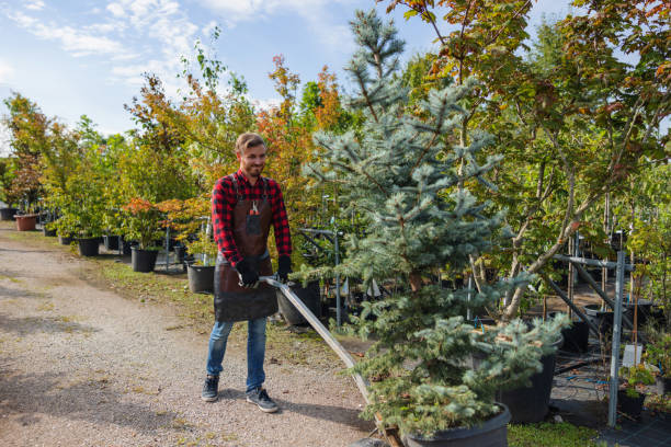 How Our Tree Care Process Works  in  Olga, FL